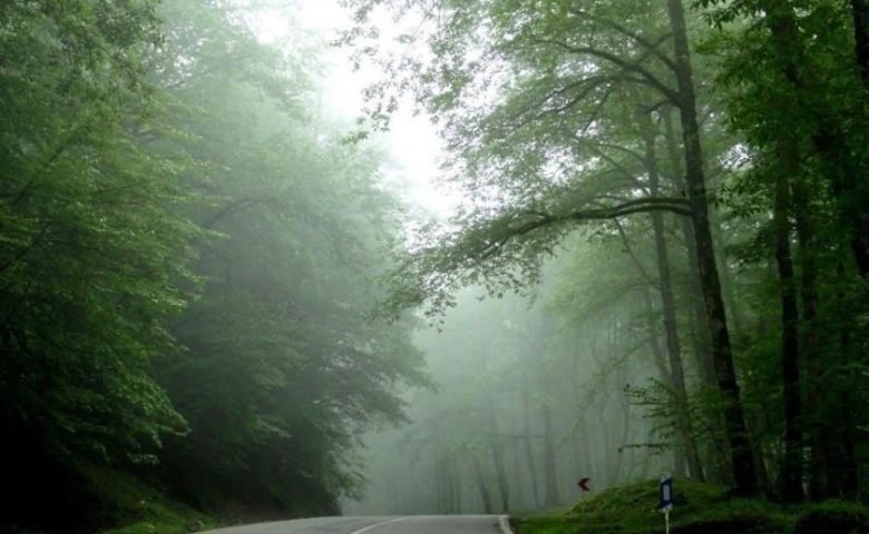زیباترین جنگل های ایران